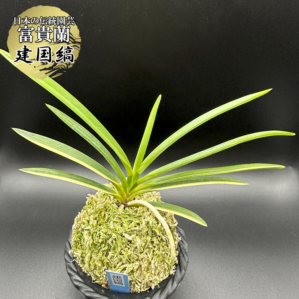 楽天市場】富貴蘭 風蘭 蘭 建国縞 【現品】 ケンコクシマ 1本立 限品