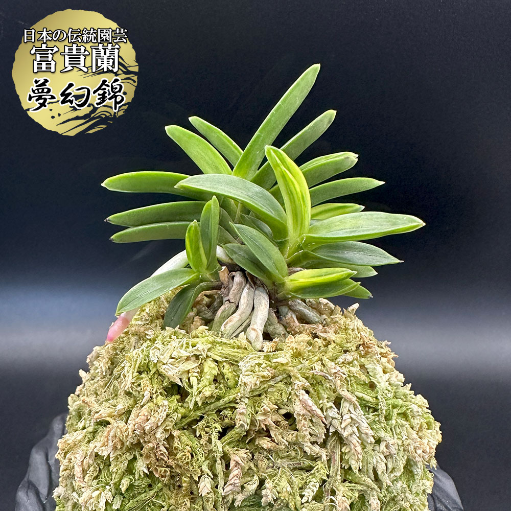 楽天市場】富貴蘭 風蘭 蘭 夢幻錦 【現品】 むげんにしき 7本立 T648