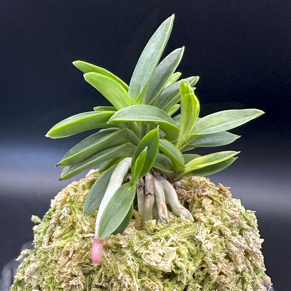 楽天市場】富貴蘭 風蘭 蘭 夢幻錦 【現品】 むげんにしき 7本立 T648