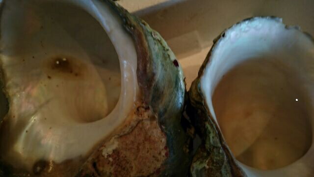 楽天市場】夜光貝殻のみ（約800g〜1kg 直径12〜15cm）蓋なし