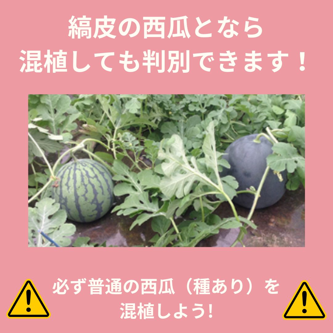 楽天市場】スイカ 種 3Xゴールデン・ジャック ナント種苗 種なし