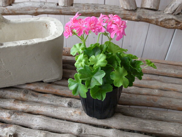 楽天市場】アイビーゼラニューム シュガーベビー苗 ゼラニウム 苗 花芽