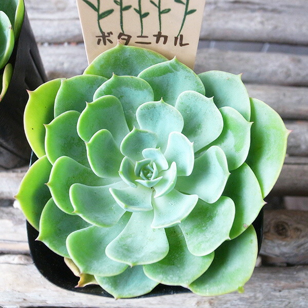 楽天市場】エケベリア 七福神 多肉植物 タニクショクブツ 草幅9cm