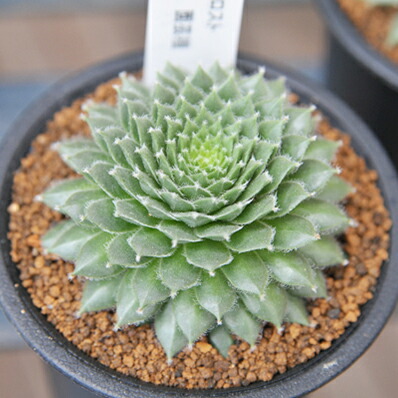 楽天市場】多肉植物 センペルビウム チェリーフロスト Sempervium