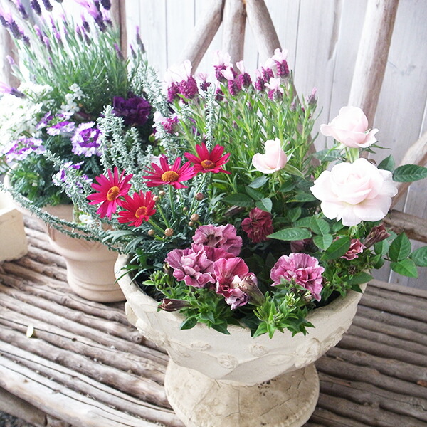 楽天市場】春のアンティーク 寄せ植え 4株セット コルジリネ バーベナ