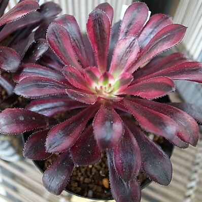 楽天市場】多肉植物 アエオニウム 黒法師錦 3号 レア品種 タニクショク