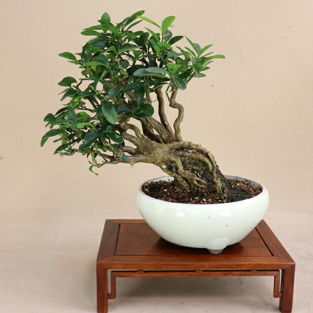 楽天市場】【 キンズ / 金豆 】 将来性抜群の素材 小品盆栽（いよじ園