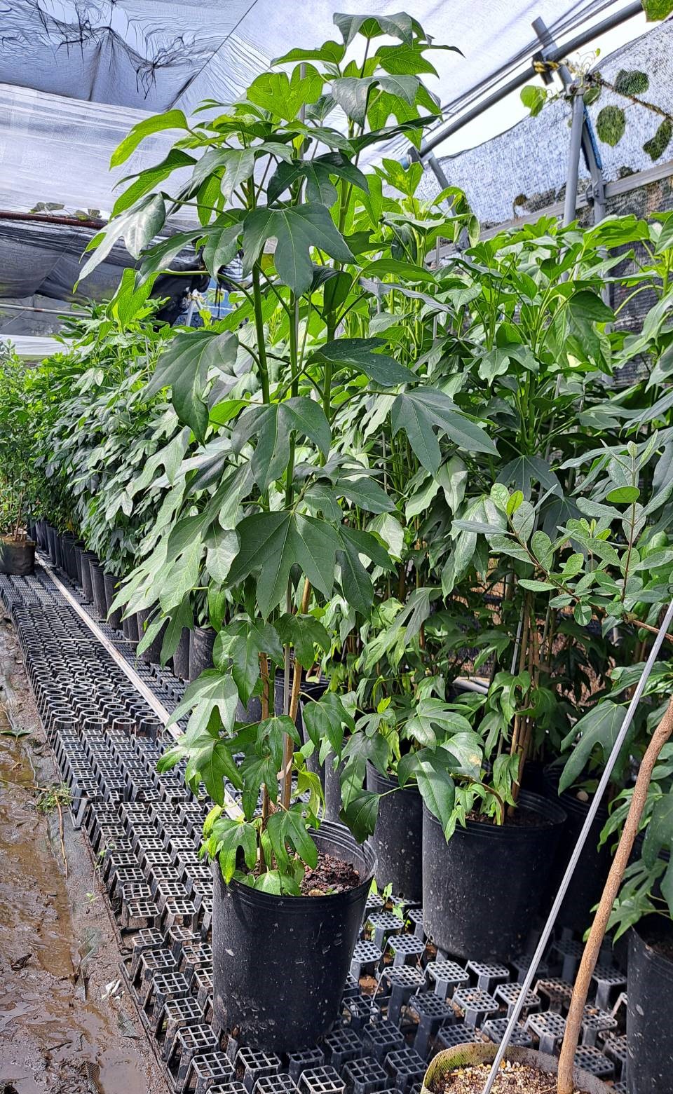 楽天市場】カクレミノ 株立ち 高さ 約1.2m 24cm（8号）ポット入り