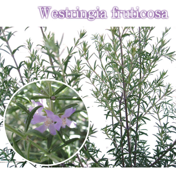 楽天市場】【単品販売】ウエストリンギア （オーストラリアン ローズ