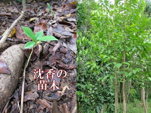 楽天市場】台湾輸出用 ベトナム産高級栽培沈香 5g 量り売り サンプル