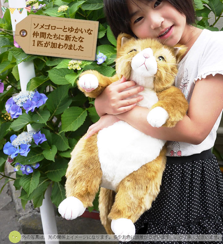 楽天市場】猫 ねこ ぬいぐるみ わさ美 カドリー Cuddly 癒し 猫の