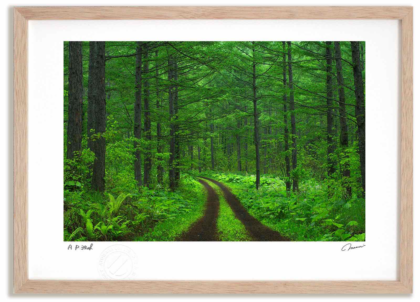 楽天市場】【スーパーSALE半額】アートフォト 絵画 新緑のカラマツ林3