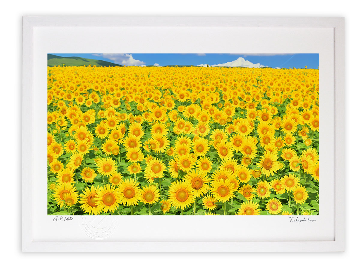 楽天市場】【スーパーSALE半額】版画 絵画 ひまわり畑 アートフォト