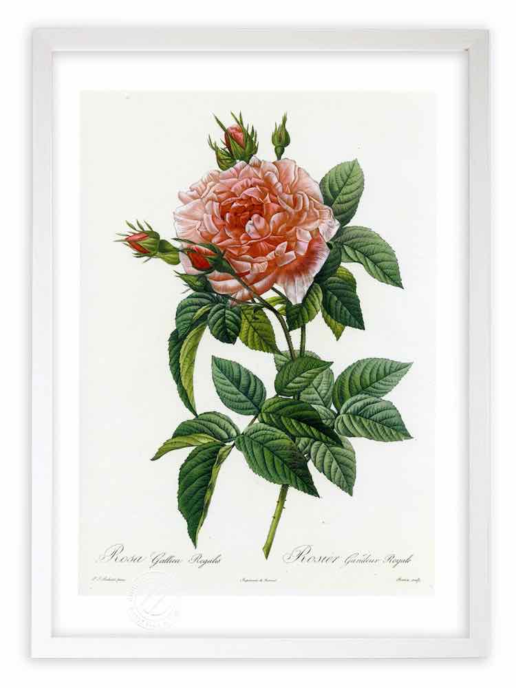 楽天市場】版画 絵画 ロサ・ガリカ・レガリス ルドゥーテ ボタニカル