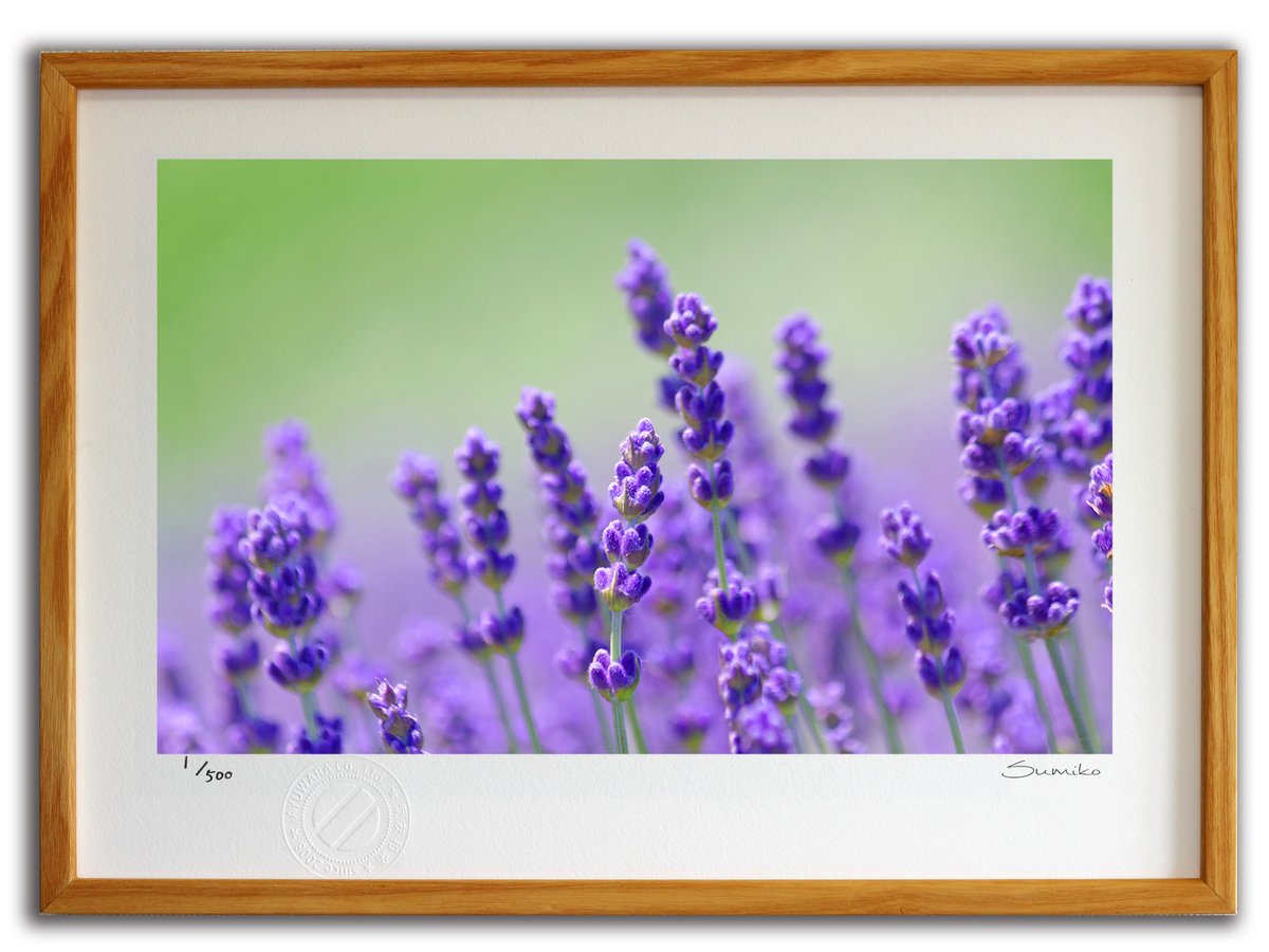 楽天市場】【スーパーSALE半額】版画 絵画 ラベンダー畑(スミコ