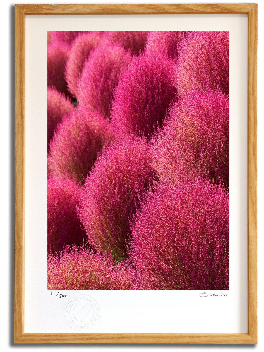 楽天市場】【スーパーSALE半額】版画 絵画 秋のコキア(スミコ スコット