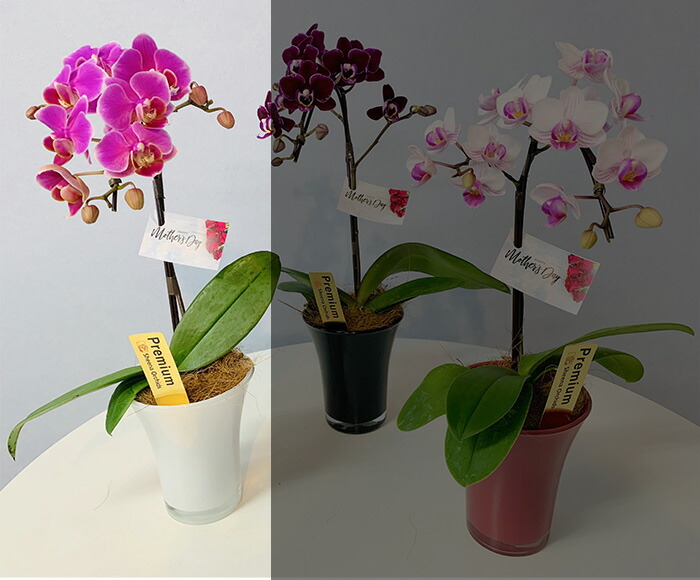 楽天市場】【スーパーSALE10％OFF】ミディ胡蝶蘭 ピンク色胡蝶蘭 1本