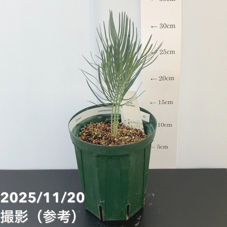 楽天市場】【現品発送】ソテツ サイカス カイルンシアナ ブルー 幹高約