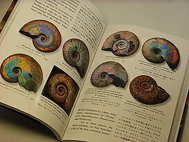 楽天市場】アンモナイト最新化石図鑑 アンモナイト 蘇る太古からの秘宝