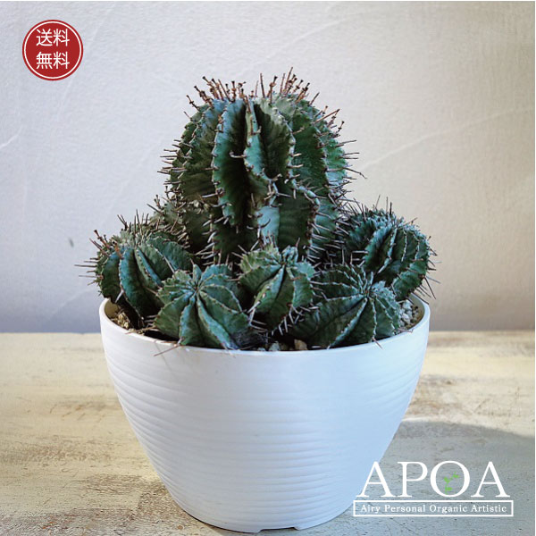 楽天市場】ホリダ ユーフォルビア horrida ゲンコツホリダ 子株 小吹き