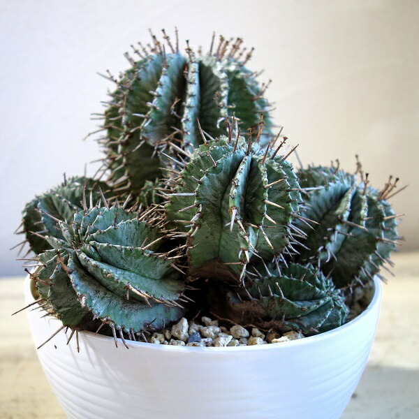 楽天市場】ホリダ ユーフォルビア horrida ゲンコツホリダ 子株 小吹き