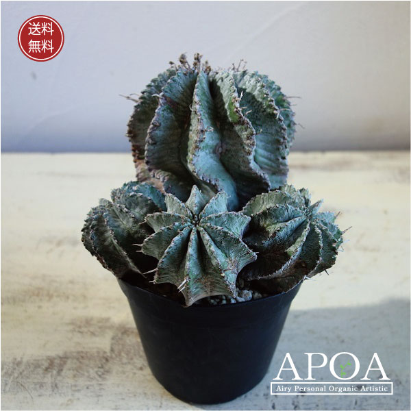 楽天市場】ホリダ ユーフォルビア horrida ゲンコツホリダ 子株 小吹き