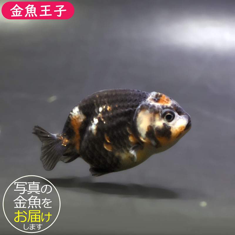 楽天市場】 金魚 > らんちゅう系 > らんちゅう : アクアステージ