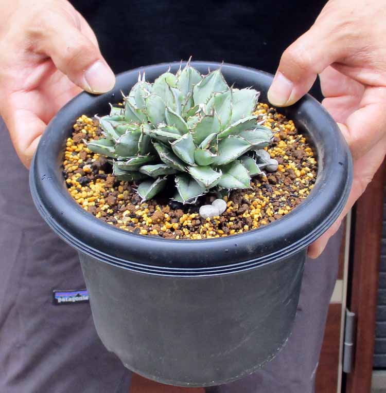 楽天市場】【現品・現物】アガベ・チタノタ・フィリグリー・群生 Agave