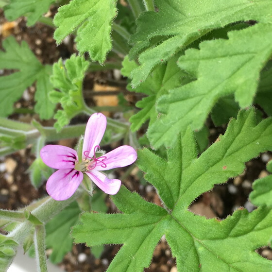 楽天市場】プラナロム ゼラニウム エジプト エッセンシャルオイル 10ml