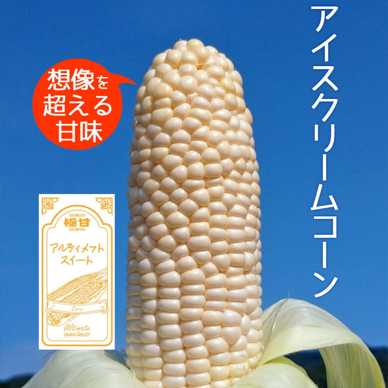 楽天市場】アイスクリームコーン ホワイトコーン 3kg（5～8本） 極甘