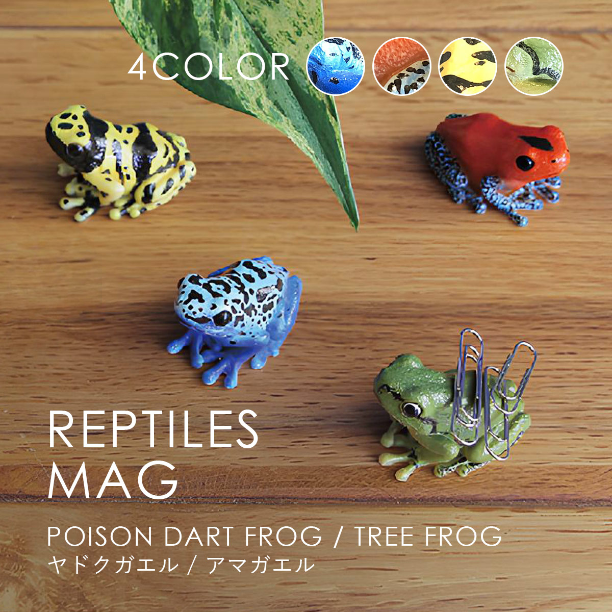 楽天市場】アマガエル マグネットの通販