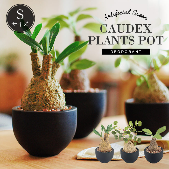 楽天市場】＼スーパーSALE／ CT触媒 コーデックスS 塊根植物 フェイク