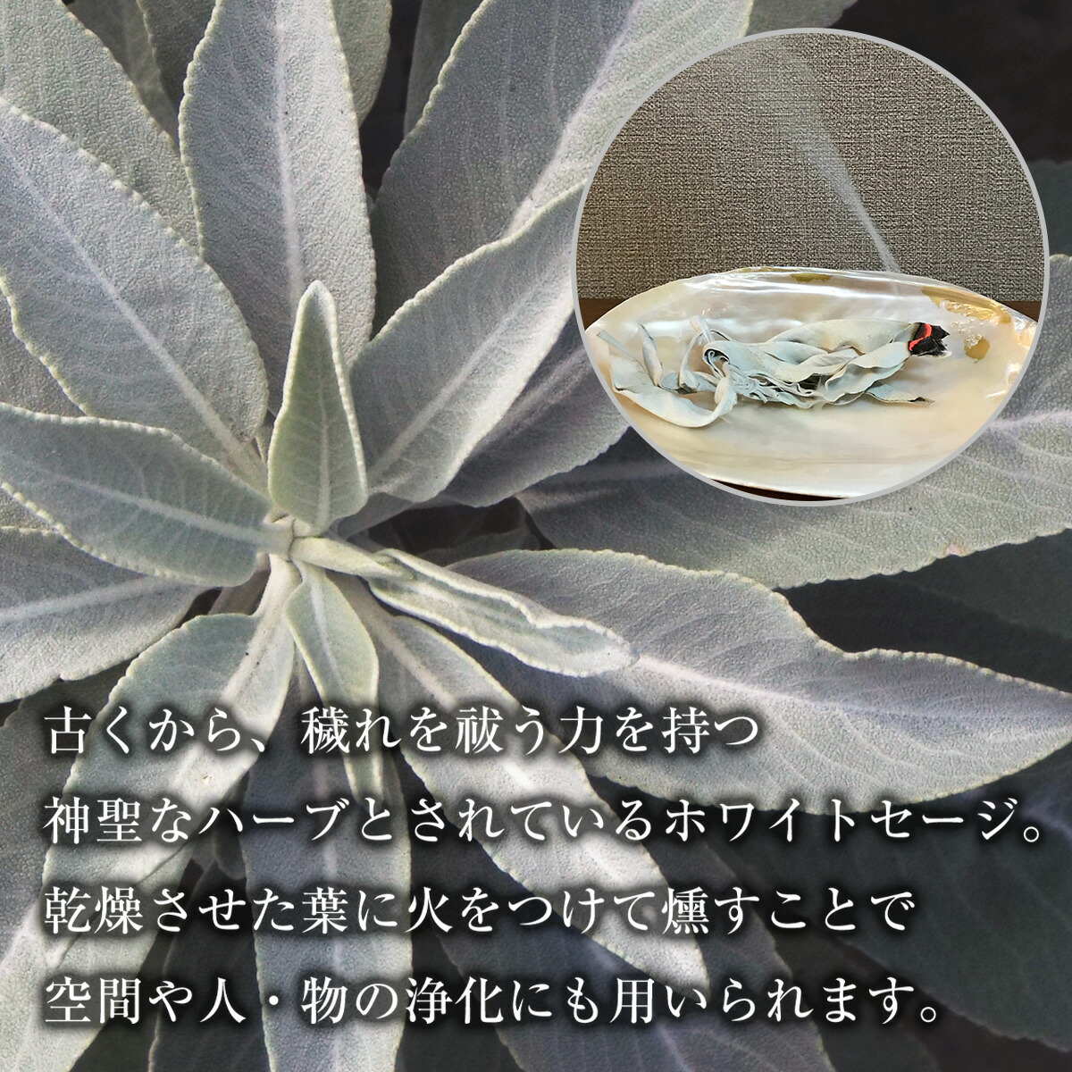 楽天市場】ホワイトセージ 浄化用 枝無し リーフ 約50g THE EARTH