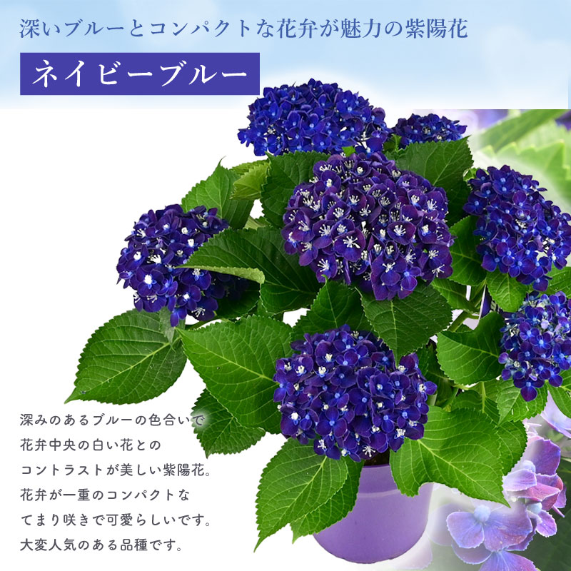 楽天市場】【数量限定】紫陽花 ネイビーブルー 5号鉢 鉢植え ギフト 母
