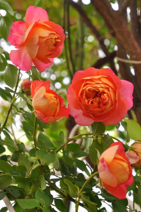 楽天市場】【冬季大苗】バラ苗 ソレイユロマンティカ 国産苗 6号鉢植え