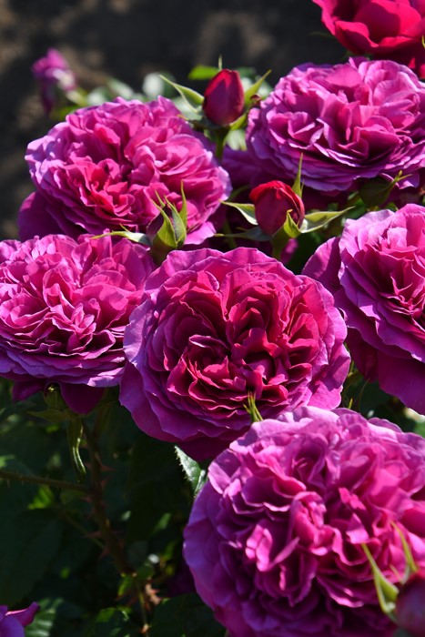 楽天市場】バラ苗【中苗】あや【彩】 国産苗 6号鉢植え品［農林水産省