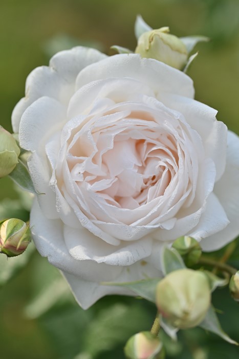 楽天市場】【冬季大苗】バラ苗 マハネ 国産苗 6号鉢植え品《Han-DEL