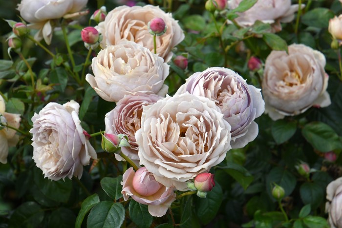 楽天市場】バラ苗【中苗】ルクソール 国産苗 6号鉢植え品［農林水産省