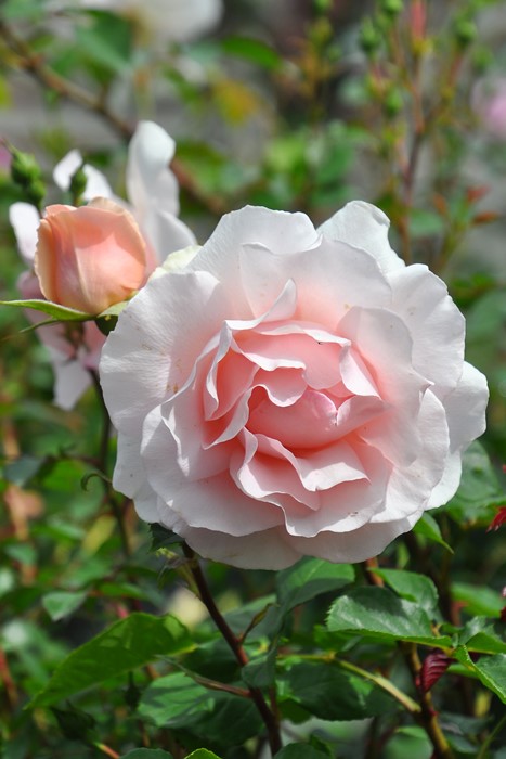 楽天市場】【大苗】バラ苗 ミセスアイリスクロウ 国産苗 6号鉢植え品