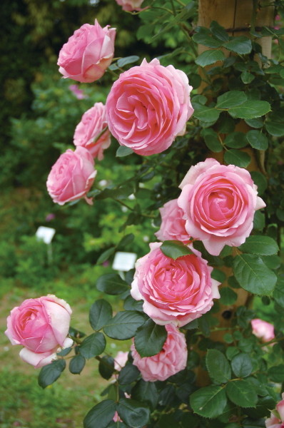 楽天市場】バラ苗【中苗】つるヒストリー 国産苗 6号鉢植え品［農林