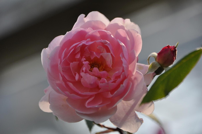 楽天市場】【冬季大苗】バラ苗 メアリーディレイニー【モーティマー