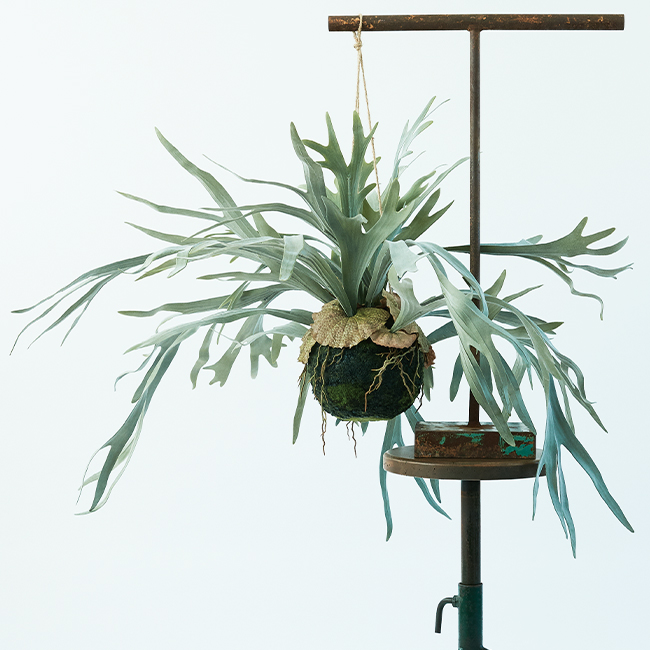 楽天市場】【造花】【フェイクグリーン】 ビカクシダ ハンギングボール