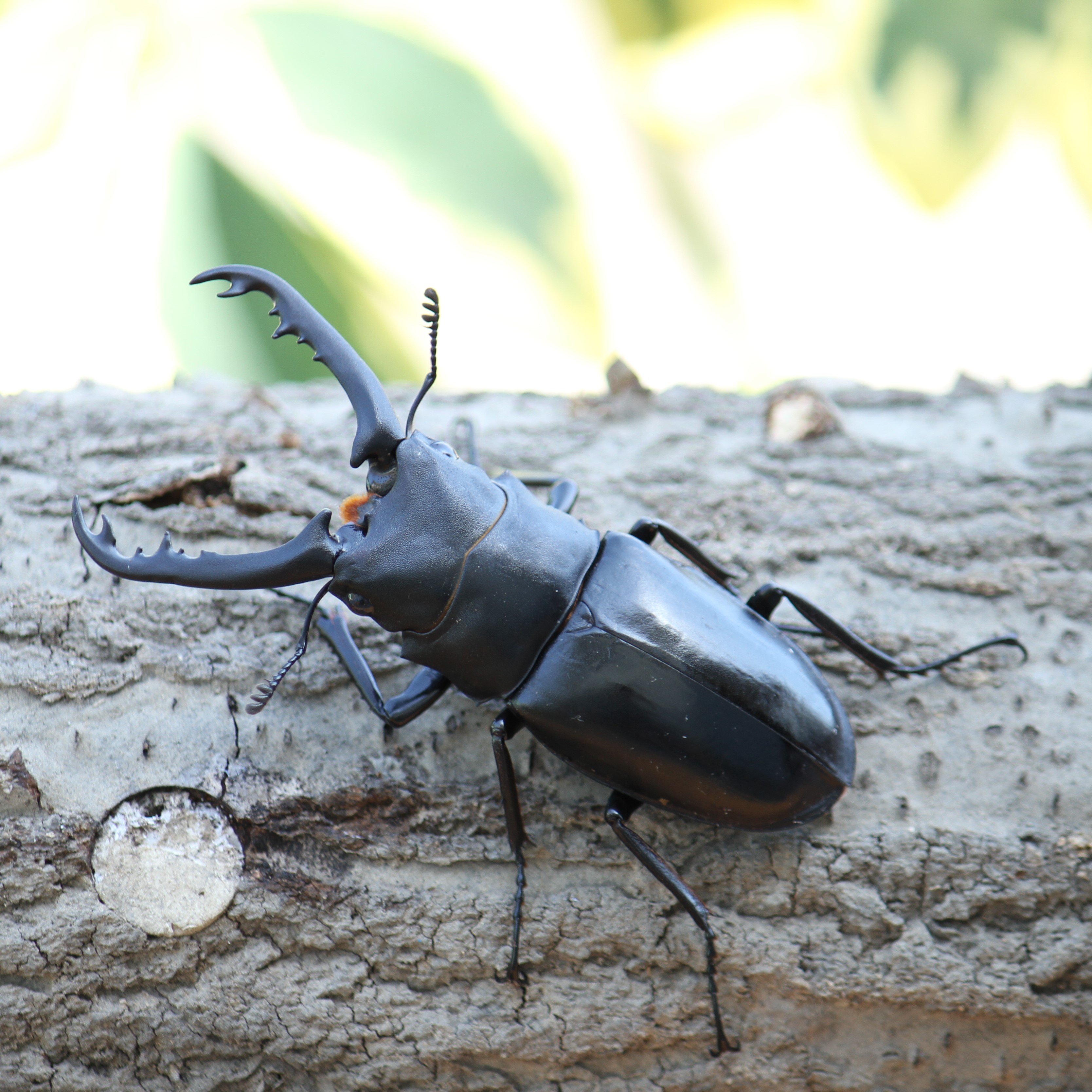 楽天市場】BIG HORN ギラファノコギリクワガタ初2令幼虫 5頭セット