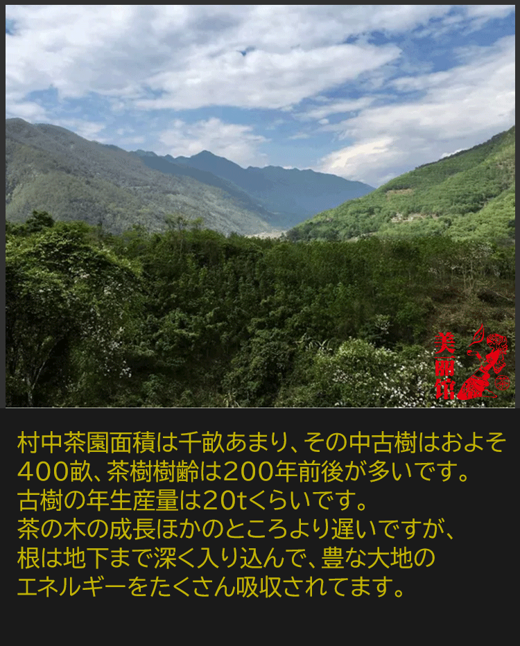 楽天市場】ギフト 昔帰(シクイ） 生態 古樹 プーアル茶 生茶200g 餅茶