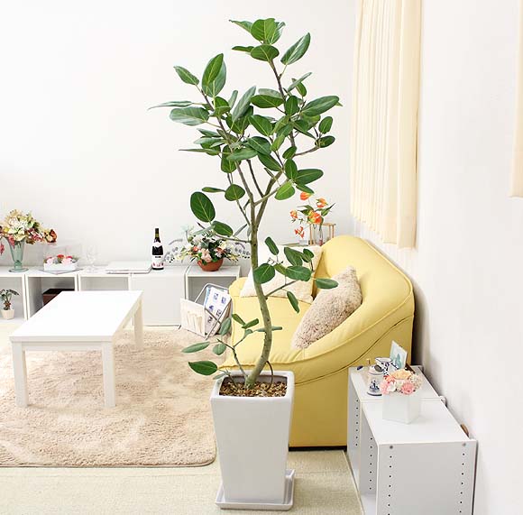 楽天市場】珍しい♪フィカス ベンガレンシス 10号 スクエアホワイト