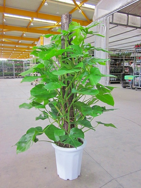 楽天市場】モンステラ 観葉植物 10号鉢（尺鉢・大鉢）（鉢カバー付き