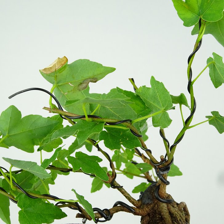 楽天市場】盆栽 楓 宮様楓 樹高 上下 約11cm かえで Acer カエデ 紅葉