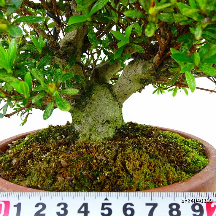 楽天市場】盆栽 皐月 光琳 樹高 約19cm さつき Rhododendron indicum