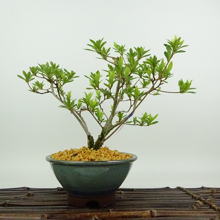 楽天市場】盆栽 皐月 桜姫 樹高 約18cm さつき Rhododendron indicum