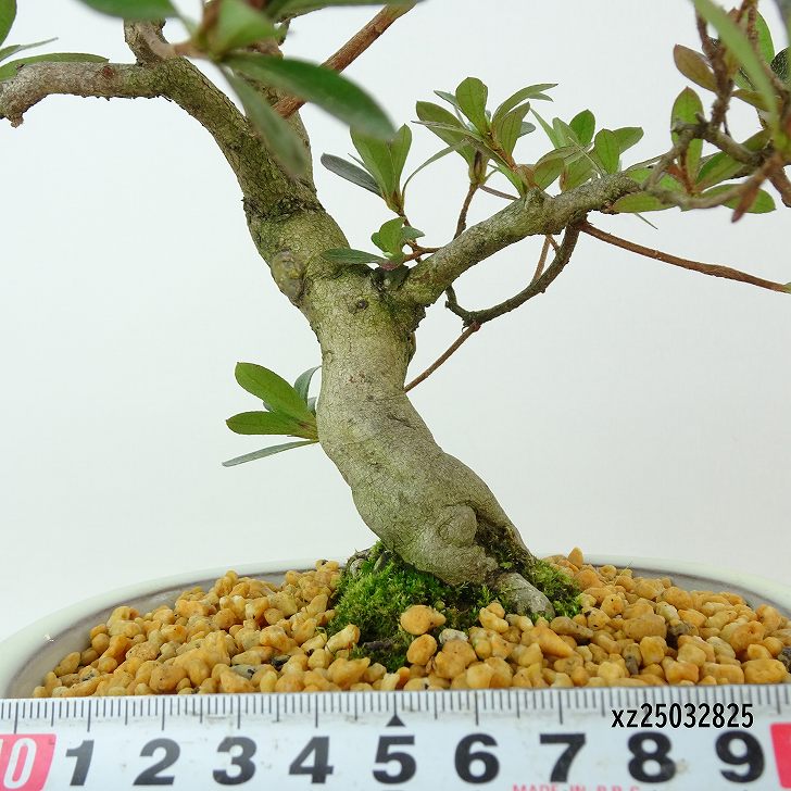 楽天市場】盆栽 皐月 神鏡 樹高 約22cm さつき Rhododendron indicum